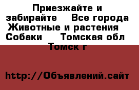 Приезжайте и забирайте. - Все города Животные и растения » Собаки   . Томская обл.,Томск г.